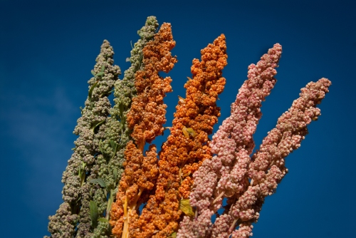 varieties of quinoa credit FAOALC